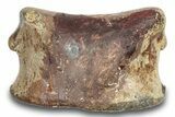 Hadrosaur (Edmontosaurus) Phalanx - Montana #246229-2